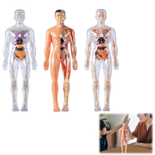 Klare menschliche Körperstruktur-Modell mit Anleitung (evtl. nicht in deutscher Sprache), 1 x 3D-Anatomie-Figur, tragbares Skelett-Modellbausatz zum Selbermachen, montiertes menschliches von Generisch