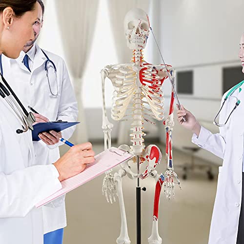 Lebensgroße anatomische Skelett-Nachbildung mit abnehmbarem Schädel, Wirbelsäulennerven und Muskeleinführungspunkten für fortgeschrittene Anatomie-Studie auf Rollständer Lebensgroße anatomische Skelett-Nachbildung mit abnehmbarem Schädel, Wirbelsäulennerven und Muskeleinführungspunkten für fortgeschrittene Anatomie-Studie auf Rollständer von Generisch