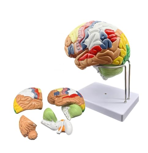 Lebensgroßes Anatomiemodell des menschlichen Gehirns für den Neurowissenschaftsunterricht mit 50 gravierten Etiketten von Generisch