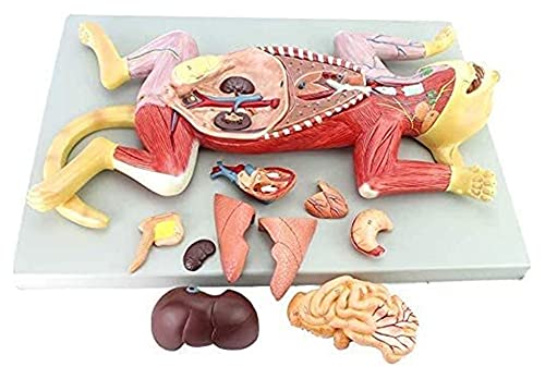 Lebensgroßes Katzenorgan-Modell, zerlegbar in 10 Teile, für anatomisches Studium und Ausbildung Lebensgroßes Katzenorgan-Modell, zerlegbar in 10 Teile, für anatomisches Studium und Ausbildung von Generisch