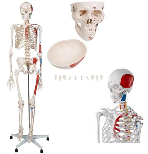 Lebensgroßes anatomisches menschliches Skelettmodell mit muskulös bemalten und nummerierten Knochen für medizinische Ausbildung und Studium Lebensgroßes anatomisches menschliches Skelettmodell mit muskulös bemalten und nummerierten Knochen für medizinische Ausbildung und Studium von Generisch