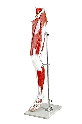 Lebensgroßes menschliches Beinanatomie-Modell mit 13 abnehmbaren Teilen, mit oberflächlichen bis tiefen Muskeln, Sehnen, Gefäßen, Nerven und Knochenstrukturen für medizinische Bildung und Studium von Generisch