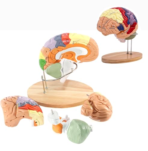 Lebensgroßes menschliches Gehirn-Anatomie-Modell für Neurowissenschaft, Klassenzimmerstudium und medizinisches Display Lebensgroßes menschliches Gehirn-Anatomie-Modell für Neurowissenschaft, Klassenzimmerstudium und medizinisches Display von Generisch