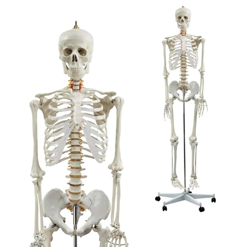 Lebensgroßes menschliches Skelett-Anatomie-Modell mit abnehmbarem Schädel, Armen, Beinen, 206 Knochen für medizinisches Studium und Display Lebensgroßes menschliches Skelett-Anatomie-Modell mit abnehmbarem Schädel, Armen, Beinen, 206 Knochen für medizinisches Studium und Display von Generisch