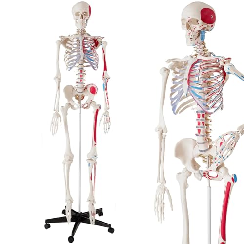 Lebensgroßes menschliches Skelettmodell für Anatomiestudium, medizinische Bildung und Demonstration im Klassenzimmer Lebensgroßes menschliches Skelettmodell für Anatomiestudium, medizinische Bildung und Demonstration im Klassenzimmer von Generisch