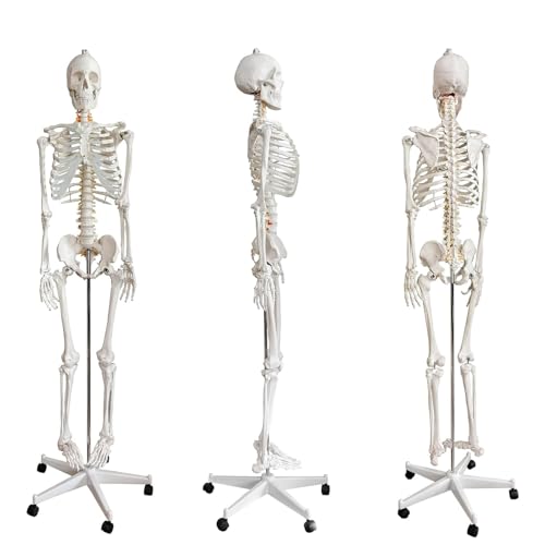 Lebensgroßes menschliches Skelettmodell mit Nervensystem & 206 Gelenkknochen für Anatomiestudium, medizinische Ausbildung Display Lebensgroßes menschliches Skelettmodell mit Nervensystem & 206 Gelenkknochen für Anatomiestudium, medizinische Ausbildung Display von Generisch