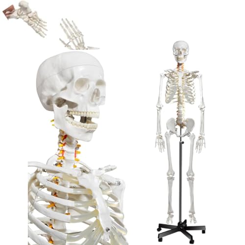 Lebensgroßes menschliches Skelettmodell mit Nervensystem und Rollständer für Anatomie und Medizinstudium Lebensgroßes menschliches Skelettmodell mit Nervensystem und Rollständer für Anatomie und Medizinstudium von Generisch