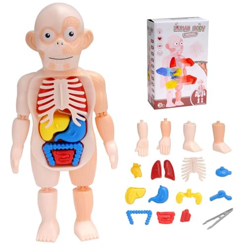 Menschlicher Körper Für Kinder - Kinder Anatomiespielzeug | Anatomie Model Montesori Toys, 15pcs Anatomiespielzeug Für Kinder, Unterrichtswerkzeuge Für Das Körper Organbewusstsein Für Vorschule Anato Menschlicher Körper Für Kinder - Kinder Anatomiespielzeug | Anatomie Model Montesori Toys, 15pcs Anatomiespielzeug Für Kinder, Unterrichtswerkzeuge Für Das Körper Organbewusstsein Für Vorschule Anato von Generisch