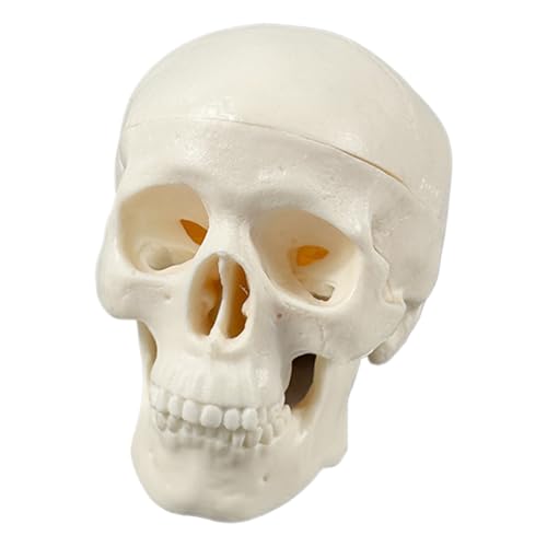 Menschlicher Totenkopf | Skelettkopf-Modell, realistischer kleiner Totenkopf, Basteln, Halloween-Dekoration für Anatomie, Lernen, Klassenzimmer, Werkzeug, Bildungsdisplay Menschlicher Totenkopf | Skelettkopf-Modell, realistischer kleiner Totenkopf, Basteln, Halloween-Dekoration für Anatomie, Lernen, Klassenzimmer, Werkzeug, Bildungsdisplay von Generisch