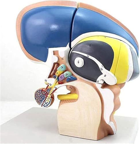 Menschliches Gehirnmodell mit Ventrikel, Basalganglien und Thalamus – lebensgroßes neuroanatomisches Lernwerkzeug für medizinisches Studium und Demonstration Menschliches Gehirnmodell mit Ventrikel, Basalganglien und Thalamus – lebensgroßes neuroanatomisches Lernwerkzeug für medizinisches Studium und Demonstration von Generisch