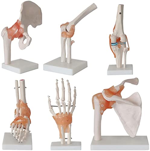 Menschliches Gelenkmodell – 6 lebensgroße anatomische Skelettstücke mit Bändern – inklusive Fuß-, Hüft-, Knie-, Schulter- und Ellbogengelenke – pädagogisches Display für Anatomiestudien Menschliches Gelenkmodell – 6 lebensgroße anatomische Skelettstücke mit Bändern – inklusive Fuß-, Hüft-, Knie-, Schulter- und Ellbogengelenke – pädagogisches Display für Anatomiestudien von Generisch