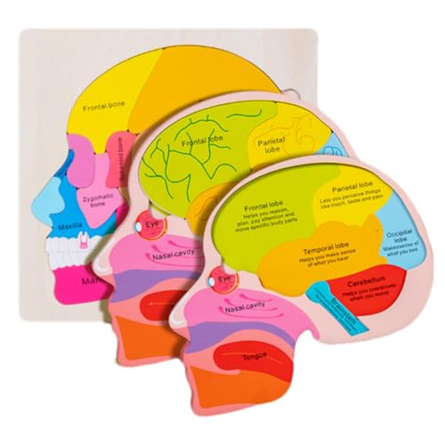 Menschliches Körperpuzzle, Anatomie -Puzzle,Anatomie-Puzzle für Kinder 3-5 - Pädagogische interaktive detaillierte Skelettsäge für kognitive Entwicklung praktische Experimente von Generisch