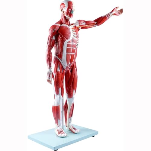 Menschliches Muskel- und Organmodell, 27-teilige halblebensgroße anatomische Figur mit abnehmbaren Organen für medizinische Ausbildung und Training Menschliches Muskel- und Organmodell, 27-teilige halblebensgroße anatomische Figur mit abnehmbaren Organen für medizinische Ausbildung und Training von Generisch