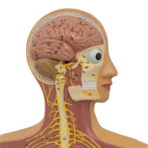 Menschliches Nervensystem Anatomie Modell Gehirn Wirbelsäule Nerv Verteilung Lehrhilfe Skelett Display 1/2 Lebensgröße Menschliches Nervensystem Anatomie Modell Gehirn Wirbelsäule Nerv Verteilung Lehrhilfe Skelett Display 1/2 Lebensgröße von Generisch