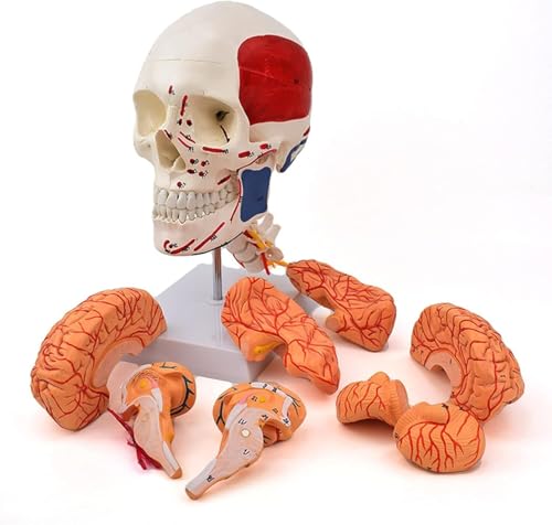 Menschliches Schädelmodell mit Gehirn - Anatomisches Lehrmodell, abnehmbare Schädelstruktur, PVC-Material zum Lernen und Präsentieren von Generisch