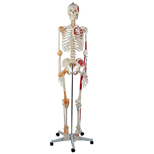 Menschliches Skelett-Modell, 170 cm, mit befestigten Muskeln und Bändern, für den medizinischen Unterricht, großes anatomisches Modell für pädagogischen Gebrauch von Generisch
