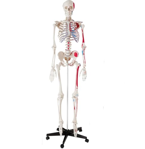 Menschliches Skelettmodell Lebensgroß mit abnehmbaren Armen und Beinen, offenem Schädel, beweglichen Gelenken, inklusive Muskeln und Knochen für Anatomiestudium von Generisch