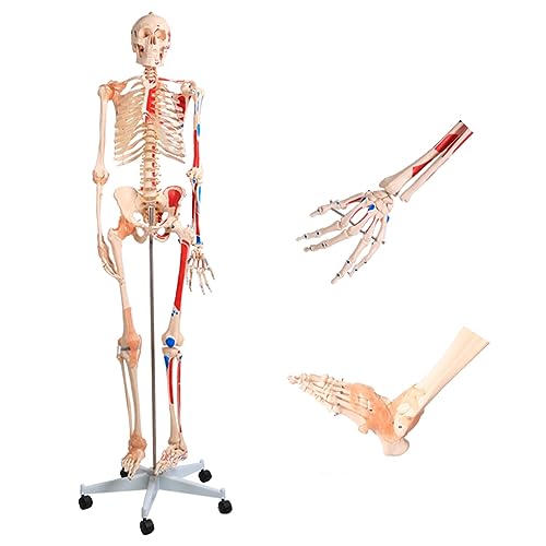Menschliches Skelettmodell mit beweglichen Gelenken und abnehmbaren Muskeln für Anatomieunterricht und Studium Menschliches Skelettmodell mit beweglichen Gelenken und abnehmbaren Muskeln für Anatomieunterricht und Studium von Generisch