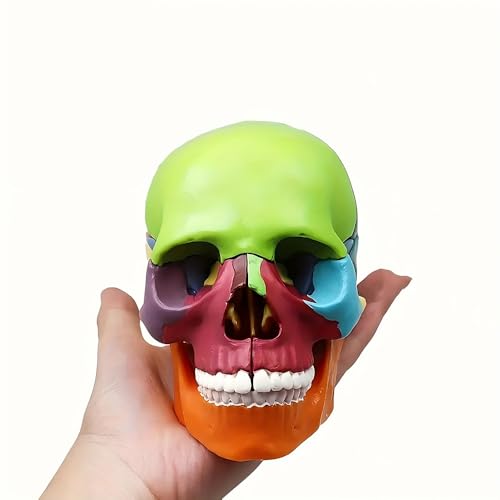 Mini-Schädelmodell in Farben zur Anatomie didaktisch zerlegt handgroß für medizinischen Unterricht, Studium und Ausbildung, Schädelpuzzle zur schnellen Identifikation Schädel Modell Mini-Schädelmodell in Farben zur Anatomie didaktisch zerlegt handgroß für medizinischen Unterricht, Studium und Ausbildung, Schädelpuzzle zur schnellen Identifikation Schädel Modell von Generisch