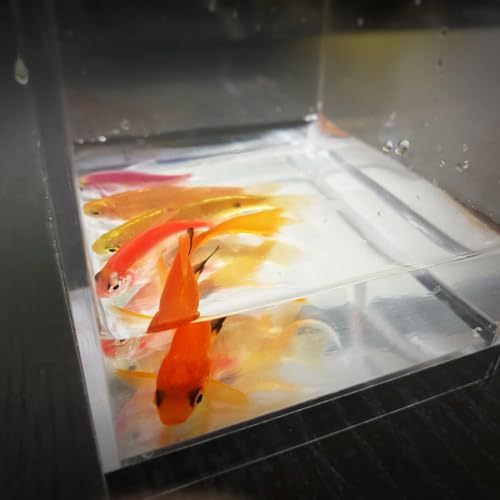 Mystic Aquarium Magic Tricks Fisch erscheint im leeren Tank Produktion Magic Stage Street Illusions Gimmicks Mentalismus Requisiten (klein) von Generisch