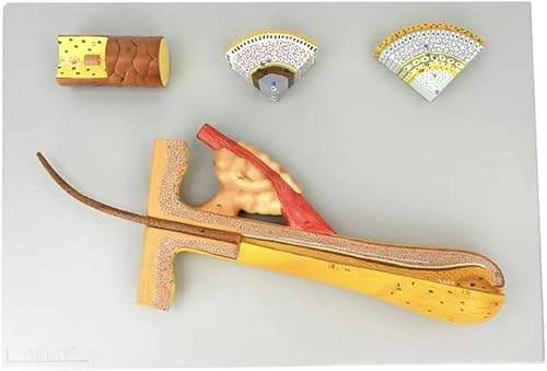 Passen Sie an, was Sie brauchen, Haarfollikel, anatomische Struktur, Vergrößerungsmodell, menschliche Haut, anatomisches Modell, 4-teilig, 700-fach vergrößert, für Make-up, Schönheitssalon Passen Sie an, was Sie brauchen, Haarfollikel, anatomische Struktur, Vergrößerungsmodell, menschliche Haut, anatomisches Modell, 4-teilig, 700-fach vergrößert, für Make-up, Schönheitssalon von Generisch