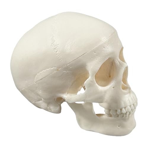 Schädelmodell | Mini-Skelettkopf - Kleines Anatomie Lehrmodell Dekoration für Halloween Unterricht Wissenschaft Lernen Schädelmodell | Mini-Skelettkopf - Kleines Anatomie Lehrmodell Dekoration für Halloween Unterricht Wissenschaft Lernen von Generisch