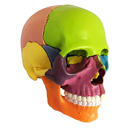 Seien Sie Farbmodellmodell zusammengebaut zerlegt können Teile Modell, Farbig Schädel Modell 15 Teilig für Anatomieunterricht (Multicolor, One Size) von Generisch