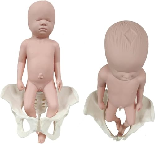 Silikon Weibliches Beckenmodell mit Baby, Hebamme Trainingswerkzeug für die Geburt Bildung Gynäkologie Lehrhilfe Silikon Weibliches Beckenmodell mit Baby, Hebamme Trainingswerkzeug für die Geburt Bildung Gynäkologie Lehrhilfe von Generisch