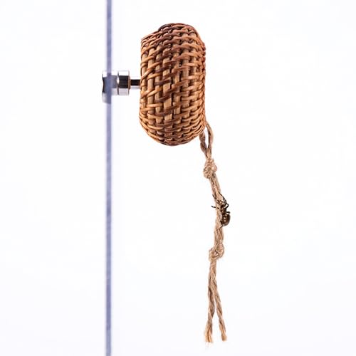Spinnenhaus, Rattan-Lebensraum für kleine Tiere | Kleine magnetische Dekoration für Terrarien, Schutz für Wirbeltiere, Arboriculen, Taranteln, Krabben Spinnenhaus, Rattan-Lebensraum für kleine Tiere | Kleine magnetische Dekoration für Terrarien, Schutz für Wirbeltiere, Arboriculen, Taranteln, Krabben von Generisch