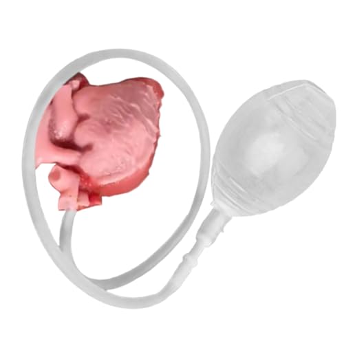 Stress Ball, Realistic Heart Squeeze Toy, Soft Slow Rebound Sensory Ball, Funny Prank Desk Accessory, Ideal for Adults, Students, Women, Birthday, Holiday, Travel and Parties Stress Ball, Realistic Heart Squeeze Toy, Soft Slow Rebound Sensory Ball, Funny Prank Desk Accessory, Ideal for Adults, Students, Women, Birthday, Holiday, Travel and Parties von Generisch