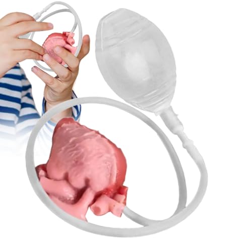Stress Ball, Realistic Soft Heart Squeeze Toy with Slow Rebound Texture, 2.76 Inches Funny Sensory Desk Game for Adults, Students, Women, Party Gags, Travel, Birthday, Holiday Use Stress Ball, Realistic Soft Heart Squeeze Toy with Slow Rebound Texture, 2.76 Inches Funny Sensory Desk Game for Adults, Students, Women, Party Gags, Travel, Birthday, Holiday Use von Generisch