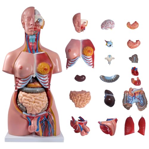 Torso-Modell der menschlichen Anatomie mit 23 abnehmbaren Organen für die medizinische Ausbildung und das Lernen von Schülern von Generisch