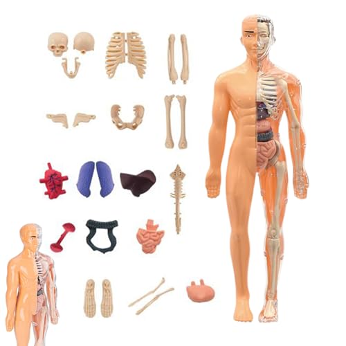 Genikeer Anatomie Modell Menschlicher Körper 3D | Modell des Menschlichen Körpers,Bausatz Spielzeug Für Mädchen Ab 6 Jahre Schüler Lehrer Schule Unterricht Zuhause Homeschooling Kunststudio Genikeer Anatomie Modell Menschlicher Körper 3D | Modell des Menschlichen Körpers,Bausatz Spielzeug Für Mädchen Ab 6 Jahre Schüler Lehrer Schule Unterricht Zuhause Homeschooling Kunststudio von Genikeer