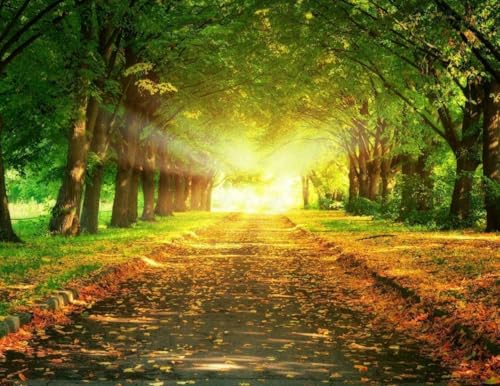 1000-teiliges Puzzle für Erwachsene, Motiv: Sonne und Bäume, Herbstblätter, Szenen-Poster, Holzpuzzle, Banner, schönes A447, herausfordernde Puzzles für Freunde, Familie, Wanddekoration 1000-teiliges Puzzle für Erwachsene, Motiv: Sonne und Bäume, Herbstblätter, Szenen-Poster, Holzpuzzle, Banner, schönes A447, herausfordernde Puzzles für Freunde, Familie, Wanddekoration von Geroclonup