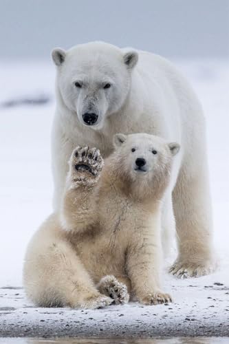 Jigsaw Puzzle 1000 Teile Eisbären Tiere Polar Love Mother Cub Druck Wandkunst Home Family Fun Jigsaws Puzzles 1000 Teile für Erwachsene Geschenke Herausfordernde Puzzlespiele Jigsaw Puzzle 1000 Teile Eisbären Tiere Polar Love Mother Cub Druck Wandkunst Home Family Fun Jigsaws Puzzles 1000 Teile für Erwachsene Geschenke Herausfordernde Puzzlespiele von Geroclonup
