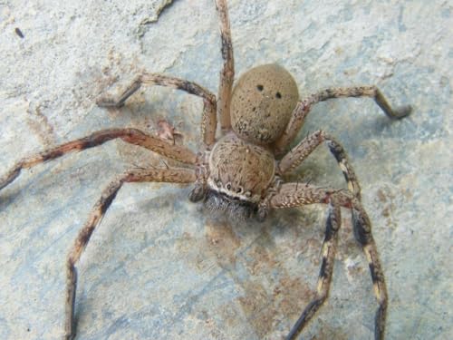 Jigsaw Puzzle 1000 Teile Jäger Spinne Glänzendes Poster Bild Foto Druck Insekt Cool Bug Familie Spaß Puzzle Puzzles 1000 Teile für Erwachsene Geschenke Herausfordernde Puzzle-Spiele von Geroclonup