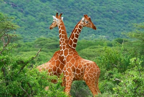 Puzzle, 1000 Teile, Giraffen, glänzend, Poster, Bild, Fotodruck mit afrikanischem höchstem Hals, langer Familienspaß-Puzzle, 1000 Teile für Erwachsene, Geschenke, anspruchsvolle Puzzle-Spiele Puzzle, 1000 Teile, Giraffen, glänzend, Poster, Bild, Fotodruck mit afrikanischem höchstem Hals, langer Familienspaß-Puzzle, 1000 Teile für Erwachsene, Geschenke, anspruchsvolle Puzzle-Spiele von Geroclonup