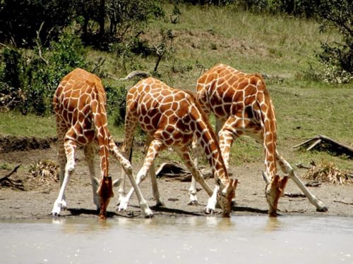 Puzzle, 1000 Teile, Giraffen, glänzend, Poster, Bild, Fotodruck mit afrikanischem höchstem Hals, langer Familienspaß-Puzzle, 1000 Teile für Erwachsene, Geschenke, anspruchsvolle Puzzle-Spiele von Geroclonup