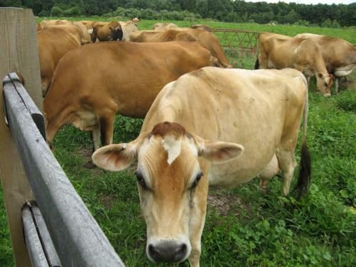 Puzzle, 1000 Teile, JERSEY COW, glänzend, Poster, Bild, Fotobanner, Rinder, Milchprodukte, Besie, cool, braun, Familienspaß-Puzzle, Puzzle, 1000 Teile, für Erwachsene, Geschenke, anspruchsvolle Puzzle, 1000 Teile, JERSEY COW, glänzend, Poster, Bild, Fotobanner, Rinder, Milchprodukte, Besie, cool, braun, Familienspaß-Puzzle, Puzzle, 1000 Teile, für Erwachsene, Geschenke, anspruchsvolle von Geroclonup