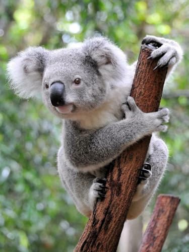 Puzzle, 1000 Teile, Koala-Bär, glänzendes Poster, Bild, Fotobanner, Australien, Beuteltierbäume, Familienspaß-Puzzle, 1000 Teile, für Erwachsene, Geschenke, anspruchsvolle Puzzle-Spiele Puzzle, 1000 Teile, Koala-Bär, glänzendes Poster, Bild, Fotobanner, Australien, Beuteltierbäume, Familienspaß-Puzzle, 1000 Teile, für Erwachsene, Geschenke, anspruchsvolle Puzzle-Spiele von Geroclonup