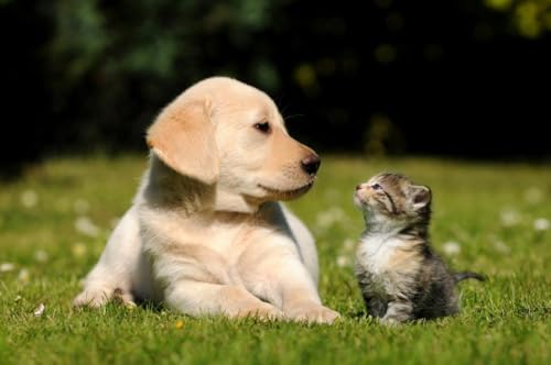 Puzzle, 1000 Teile, Motiv: Hund, Katze, Freunde, Poster, Bild, Fotodruck Welpe, Kätzchen, niedlich, entzückend, Familienspaß-Puzzle, Puzzle, 1000 Teile für Erwachsene, Geschenke, anspruchsvolle Puzzle, 1000 Teile, Motiv: Hund, Katze, Freunde, Poster, Bild, Fotodruck Welpe, Kätzchen, niedlich, entzückend, Familienspaß-Puzzle, Puzzle, 1000 Teile für Erwachsene, Geschenke, anspruchsvolle von Geroclonup