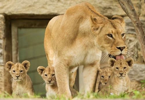 Puzzle, 1000 Teile, Motiv: Löwe, Familie, glänzend, Poster, Bild, Foto, Dschungel, Katze, Jungen, Löwe, Mutter, Stolz, Familie, Spaß, Puzzle, 1000 Teile, für Erwachsene, Geschenke, anspruchsvolle Puzzle, 1000 Teile, Motiv: Löwe, Familie, glänzend, Poster, Bild, Foto, Dschungel, Katze, Jungen, Löwe, Mutter, Stolz, Familie, Spaß, Puzzle, 1000 Teile, für Erwachsene, Geschenke, anspruchsvolle von Geroclonup