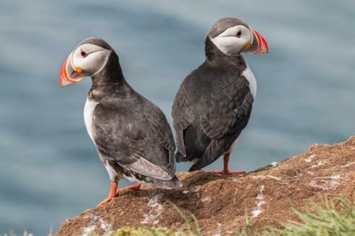 Puzzle, 1000 Teile, Motiv: Puffins, Vogel, glänzend, Poster, Bild, Fotodruck, Banner, getuftet, gehörnt, Ozean, Familienspaß-Puzzle, Puzzle, 1000 Teile, für Erwachsene, Geschenke, anspruchsvolle Puzzle, 1000 Teile, Motiv: Puffins, Vogel, glänzend, Poster, Bild, Fotodruck, Banner, getuftet, gehörnt, Ozean, Familienspaß-Puzzle, Puzzle, 1000 Teile, für Erwachsene, Geschenke, anspruchsvolle von Geroclonup