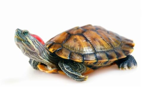 Puzzle, 1000 Teile, Rotohr-Schildkröte, glänzendes Poster, Bild, Fotobanner, Teich, Terrapin, Familienspaß-Puzzle, Puzzle, 1000 Teile, für Erwachsene, Geschenke, anspruchsvolle Puzzle-Spiele Puzzle, 1000 Teile, Rotohr-Schildkröte, glänzendes Poster, Bild, Fotobanner, Teich, Terrapin, Familienspaß-Puzzle, Puzzle, 1000 Teile, für Erwachsene, Geschenke, anspruchsvolle Puzzle-Spiele von Geroclonup
