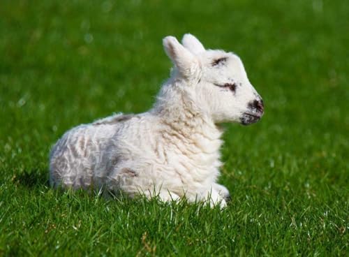 Puzzle, 1000 Teile, Schaf, glänzend, Poster, Bild, Fotobanner, Vieh, Lammwolle, Fleece, Ram-Tup, Familienspaß-Puzzle, Puzzle, 1000 Teile, für Erwachsene, Geschenke, anspruchsvolle Puzzle-Spiele Puzzle, 1000 Teile, Schaf, glänzend, Poster, Bild, Fotobanner, Vieh, Lammwolle, Fleece, Ram-Tup, Familienspaß-Puzzle, Puzzle, 1000 Teile, für Erwachsene, Geschenke, anspruchsvolle Puzzle-Spiele von Geroclonup