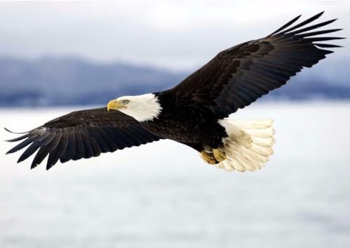 Puzzle, 1000 Teile, Weißadler, glänzendes Poster, Bild, Fotodruck, Amerikanische USA, Vogel Freiheit, USA, Familie, Spaß, Puzzle, 1000 Teile für Erwachsene, Geschenke, anspruchsvolle Puzzle-Spiele Puzzle, 1000 Teile, Weißadler, glänzendes Poster, Bild, Fotodruck, Amerikanische USA, Vogel Freiheit, USA, Familie, Spaß, Puzzle, 1000 Teile für Erwachsene, Geschenke, anspruchsvolle Puzzle-Spiele von Geroclonup