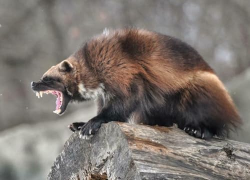 Puzzle, 1000 Teile, Wolverine, glänzend, Poster, Bild, Fotodruck Stinkbär, Glutton, Carcajou, Familienspaß-Puzzle, 1000 Teile, für Erwachsene, Geschenke, anspruchsvolle Puzzle-Spiele Puzzle, 1000 Teile, Wolverine, glänzend, Poster, Bild, Fotodruck Stinkbär, Glutton, Carcajou, Familienspaß-Puzzle, 1000 Teile, für Erwachsene, Geschenke, anspruchsvolle Puzzle-Spiele von Geroclonup