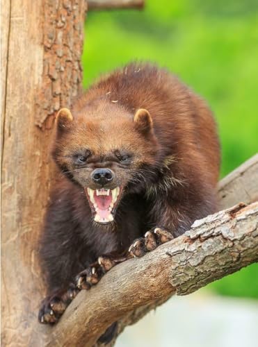 Puzzle, 1000 Teile, Wolverine, glänzend, Poster, Bild, Fotodruck Stinkbär, Glutton, Carcajou, Familienspaß-Puzzle, 1000 Teile, für Erwachsene, Geschenke, anspruchsvolle Puzzle-Spiele Puzzle, 1000 Teile, Wolverine, glänzend, Poster, Bild, Fotodruck Stinkbär, Glutton, Carcajou, Familienspaß-Puzzle, 1000 Teile, für Erwachsene, Geschenke, anspruchsvolle Puzzle-Spiele von Geroclonup