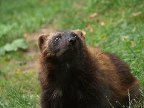 Puzzle, 1000 Teile, Wolverine, glänzendes Poster, Bild, Fotobanner, Stinkbär, Glutton, Carcajou, Familienspaß-Puzzle, 1000 Teile, für Erwachsene, Geschenke, anspruchsvolle Puzzle-Spiele Puzzle, 1000 Teile, Wolverine, glänzendes Poster, Bild, Fotobanner, Stinkbär, Glutton, Carcajou, Familienspaß-Puzzle, 1000 Teile, für Erwachsene, Geschenke, anspruchsvolle Puzzle-Spiele von Geroclonup