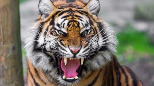 Puzzle, 1000 Teile, Wütender Tiger, glänzendes Poster, Bengalisch, Tier, Dschungel, Katze, cooles Familienspaß-Puzzle, 1000 Teile, für Erwachsene, Geschenke, anspruchsvolle Puzzle-Spiele Puzzle, 1000 Teile, Wütender Tiger, glänzendes Poster, Bengalisch, Tier, Dschungel, Katze, cooles Familienspaß-Puzzle, 1000 Teile, für Erwachsene, Geschenke, anspruchsvolle Puzzle-Spiele von Geroclonup